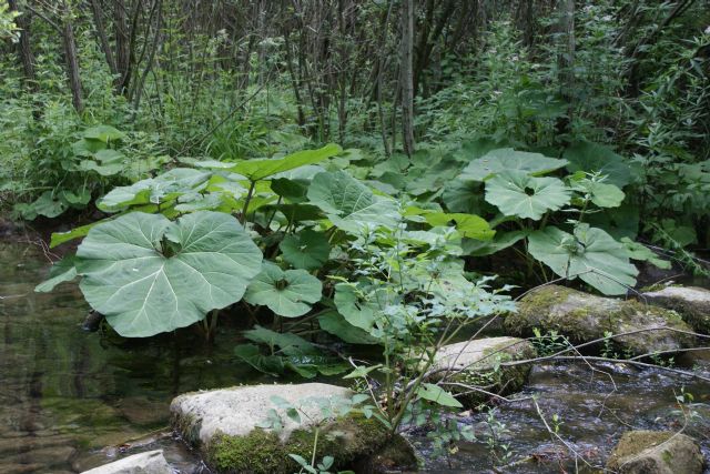 Petasites hybridus / Farfaraccio (Asteraceae)